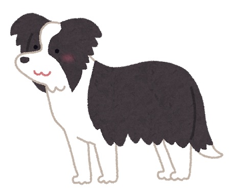 dog Border Collie